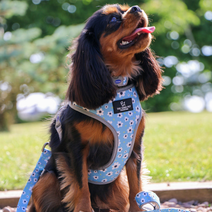 Ancol | Soho Collection | Dog Harness | Reversible Blue Daisy & Navy Polka Dot Pattern