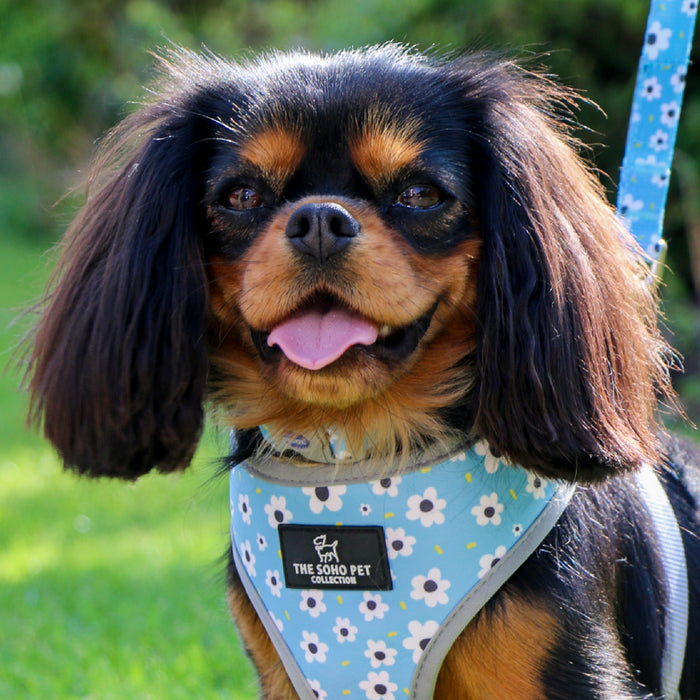 Ancol | Soho Collection | Dog Harness | Reversible Blue Daisy & Navy Polka Dot Pattern