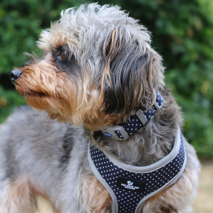 Ancol | Soho Collection | Dog Harness | Reversible Blue Daisy & Navy Polka Dot Pattern