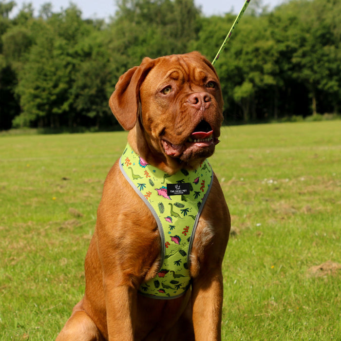 Ancol | Soho Collection | Dog Harness | Reversible Green Dino & Blue Ice Cream Pattern