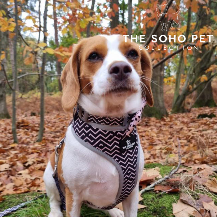 Ancol | Soho Collection | Nylon Adjustable Dog Collar | Black & Pink ZigZag Pattern
