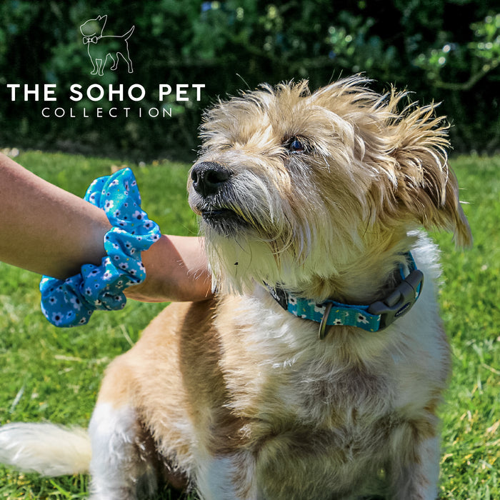 Ancol | Soho Collection | Nylon Adjustable Dog Collar | Blue Daisy Pattern