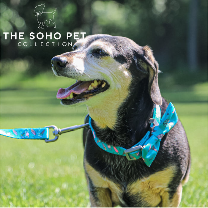 Ancol | Soho Collection | Nylon Adjustable Dog Collar | Blue Ice Cream Pattern