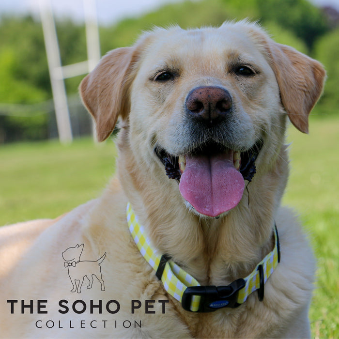 Ancol | Soho Collection | Nylon Adjustable Dog Collar | Yellow Check Pattern
