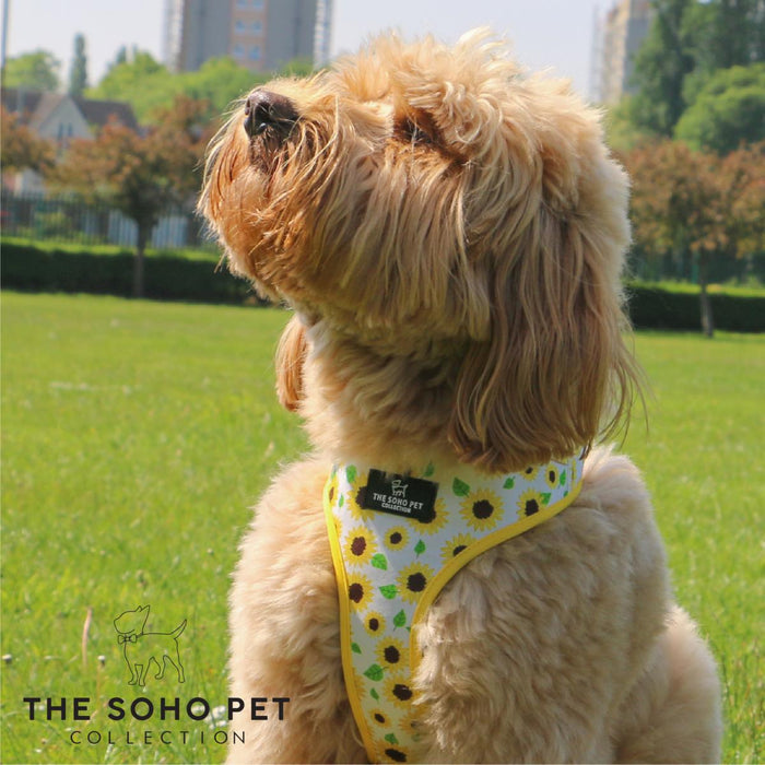 Ancol Soho Reversible Dog Harness | Sunflower & Yellow Check | Eco Friendly