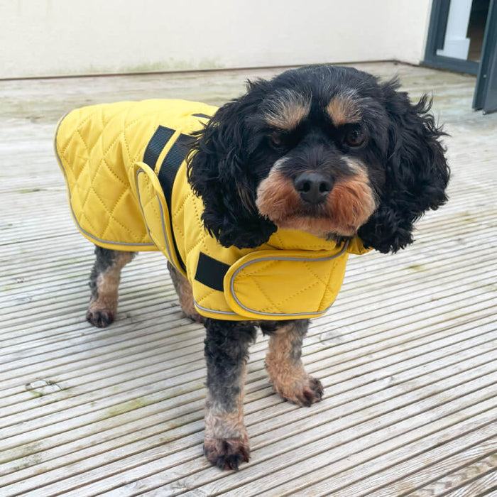 Happy Pet | Dog Coat | Teal Quilted Classic Design