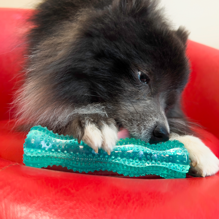 Kong Squeezz | Dental Stick Dog Chew Toy