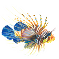 Levi the Lionfish Wall Decal